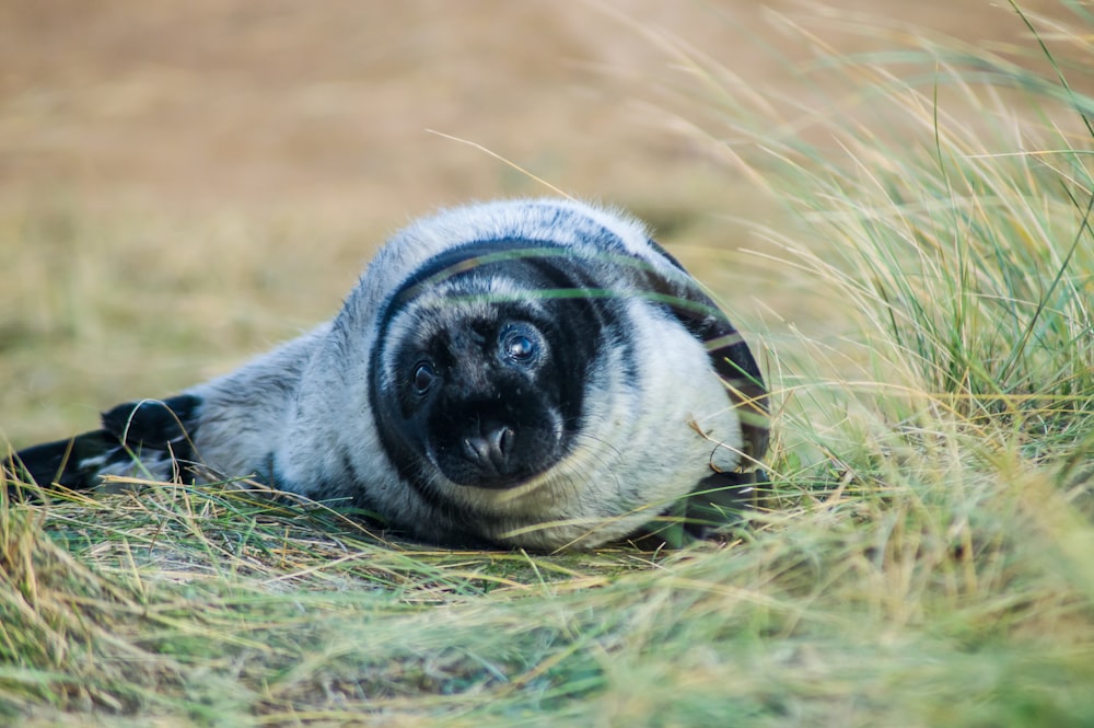 gray and black seal