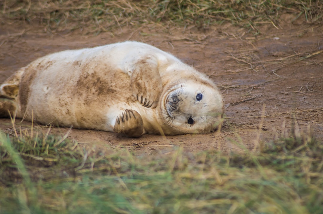 selective focus photo of seal