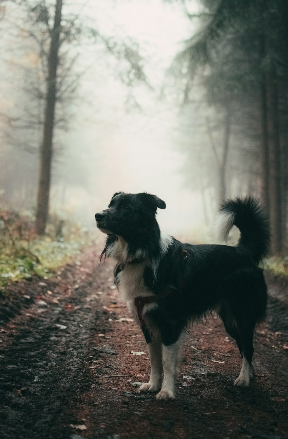 short-coated black and white dog standing outdoor