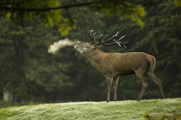 closeup photography of reindeer during daytime