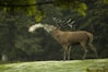 closeup photography of reindeer during daytime