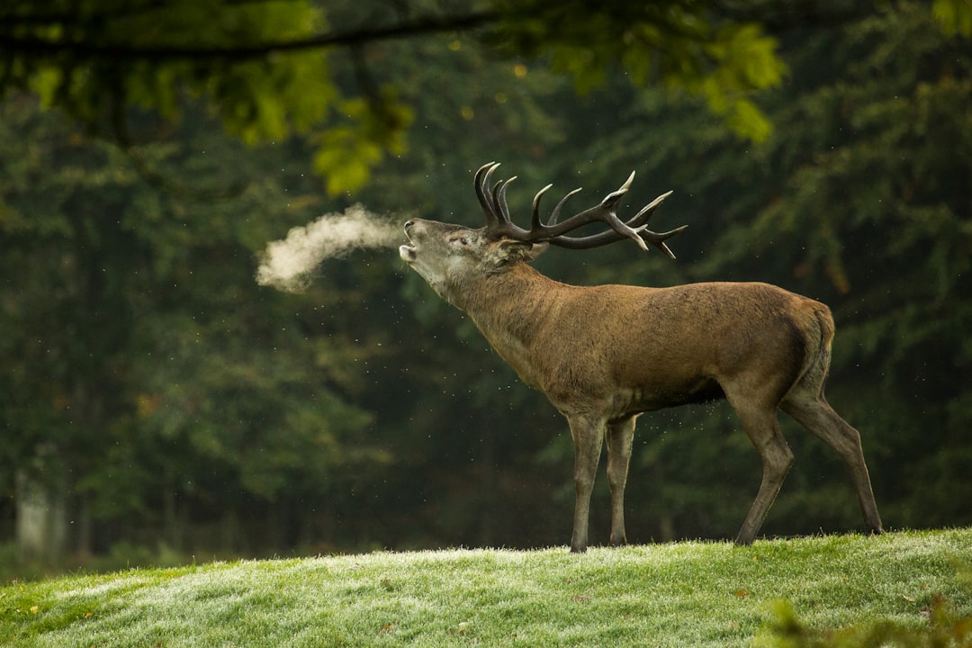  closeup photography of reindeer during daytime elk