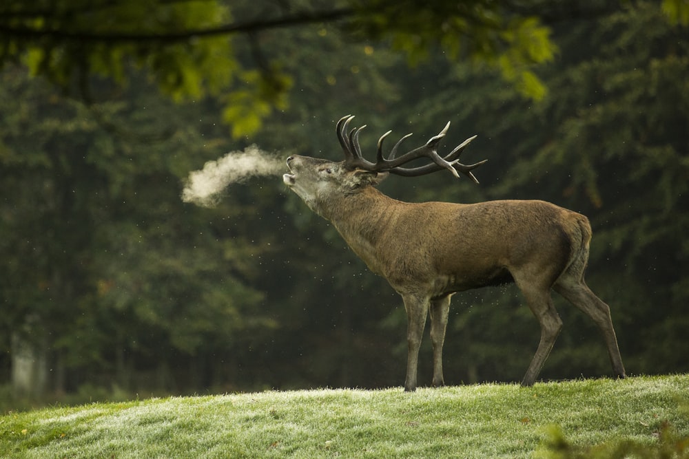 closeup photography of reindeer during daytime