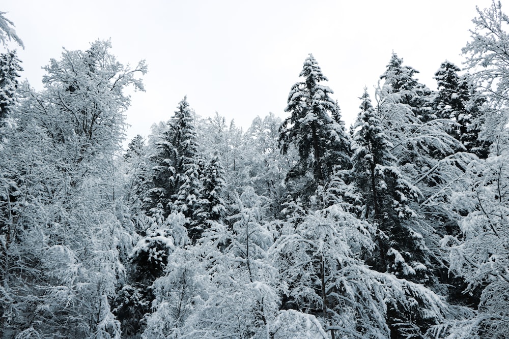 árvores cobertas de neve durante o dia