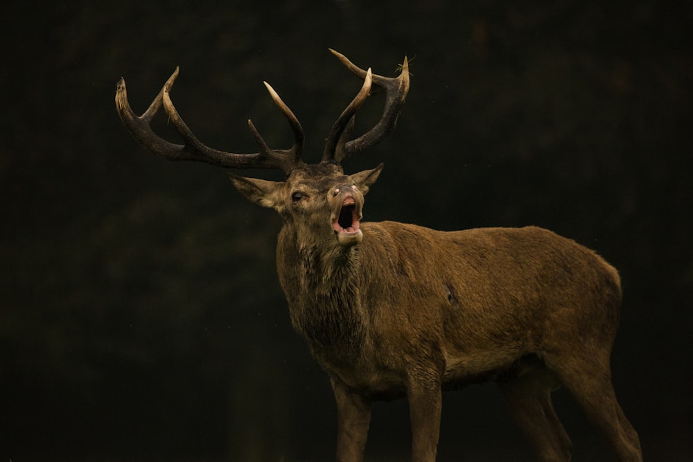 closeup photography of reindeer