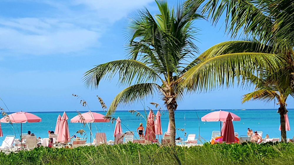 green palm tree near seashore