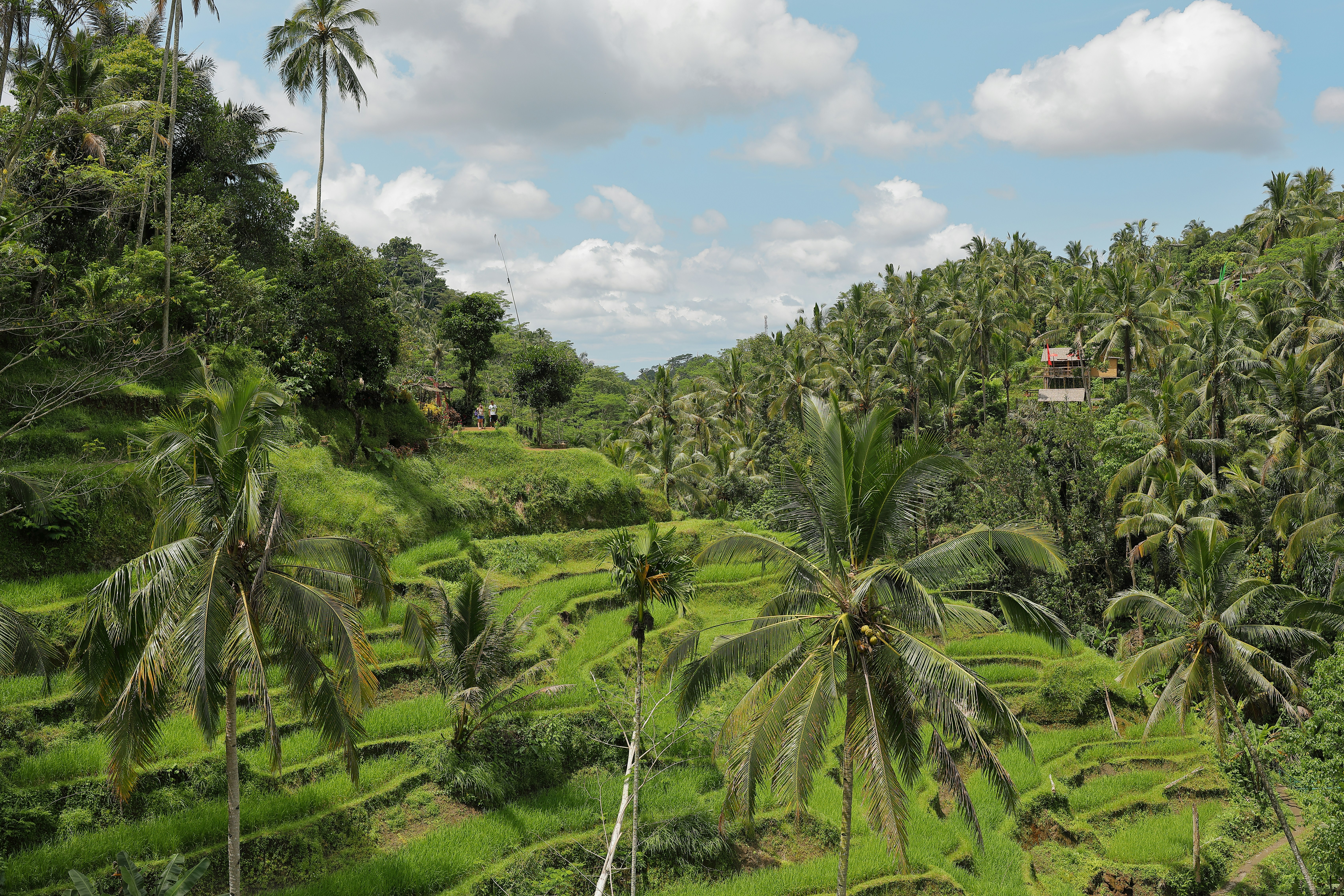 high-angle photography of coconut trees