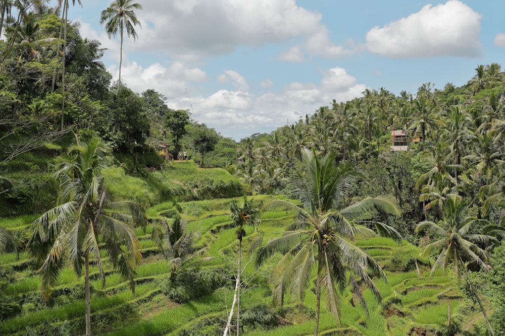 high-angle photography of coconut trees