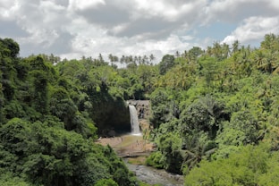 landscape photography of trees and water falls