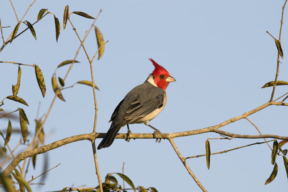 bird perching on tree branch