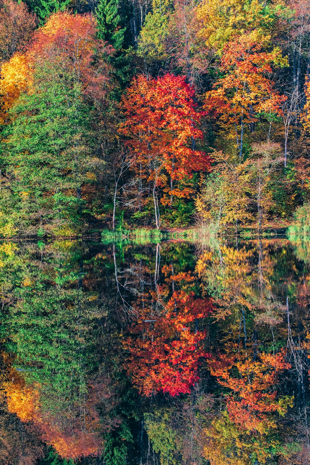 vue sur les arbres