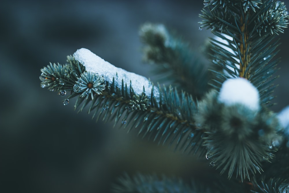 green pine tree with snow