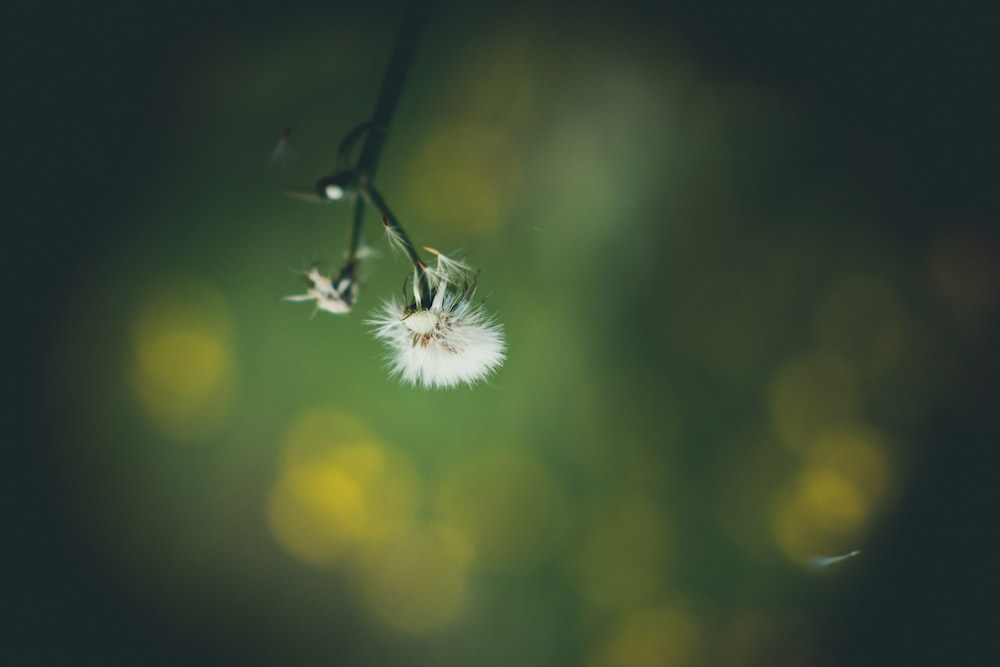 testa di seme di fiore bianco nella fotografia bokeh