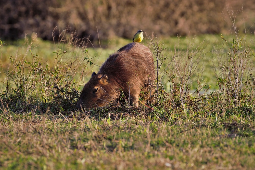 bird on top of brown rodent