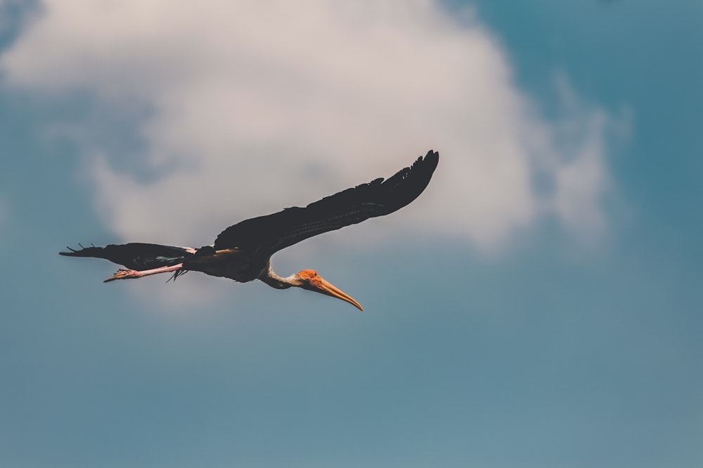 brown and black bird flying