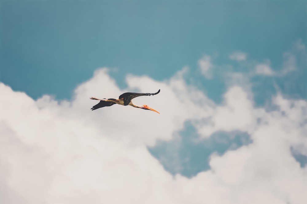 500 Flying Bird Pictures Download Free Images On Unsplash