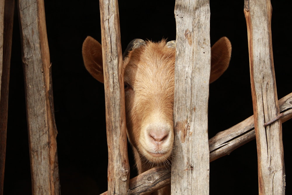 brown coated sheep