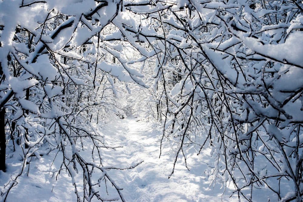 withered trees covered with snow