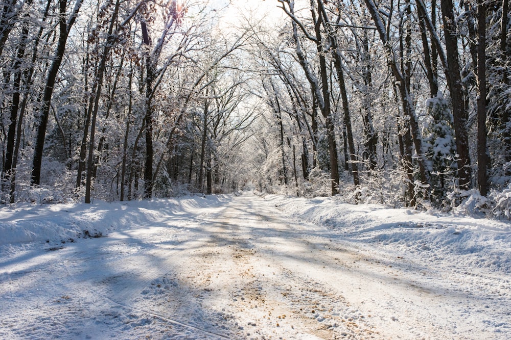 snowfield in between trees during daytime