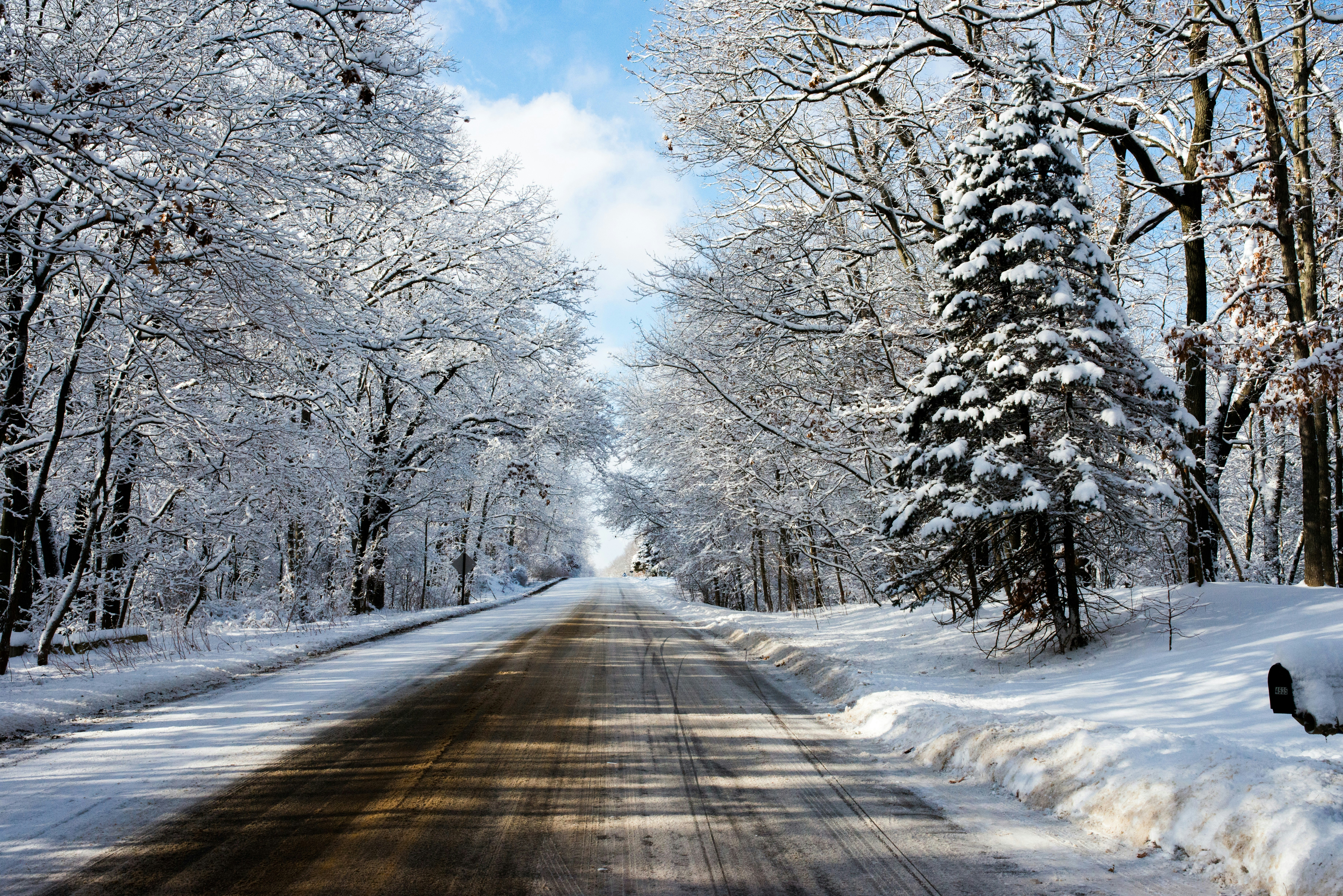 empty road between withered trees covered with snow