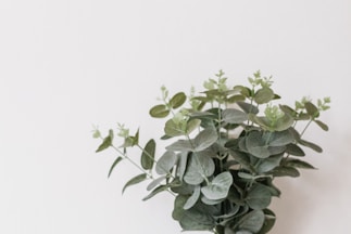 green leaf plant in white pot