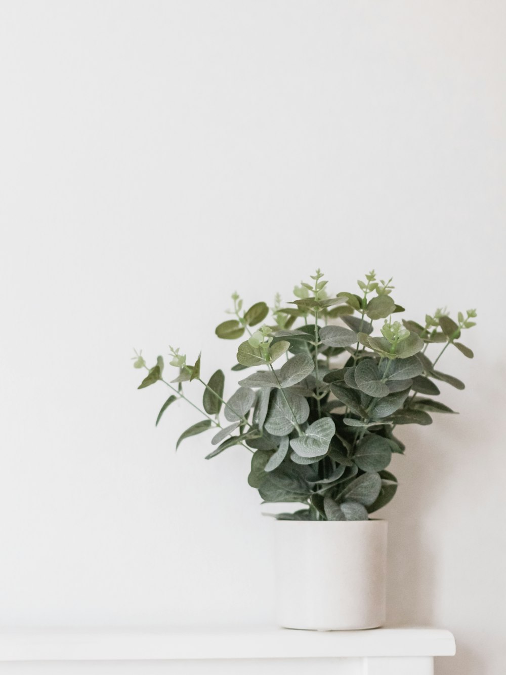 Plante à feuilles vertes dans un pot blanc