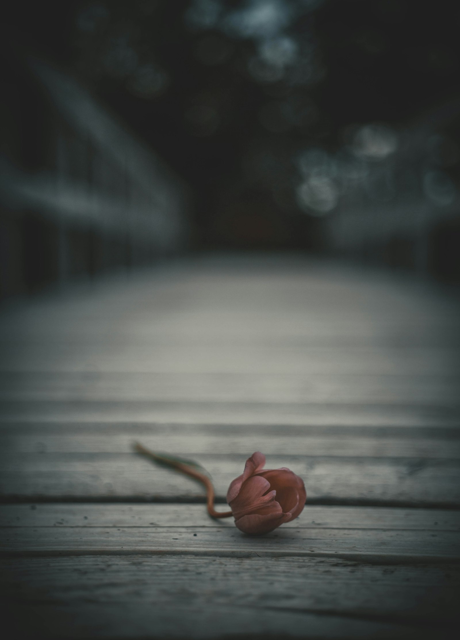 Canon EOS 5D Mark III + Canon EF 50mm F1.8 II sample photo. Pink rose photography