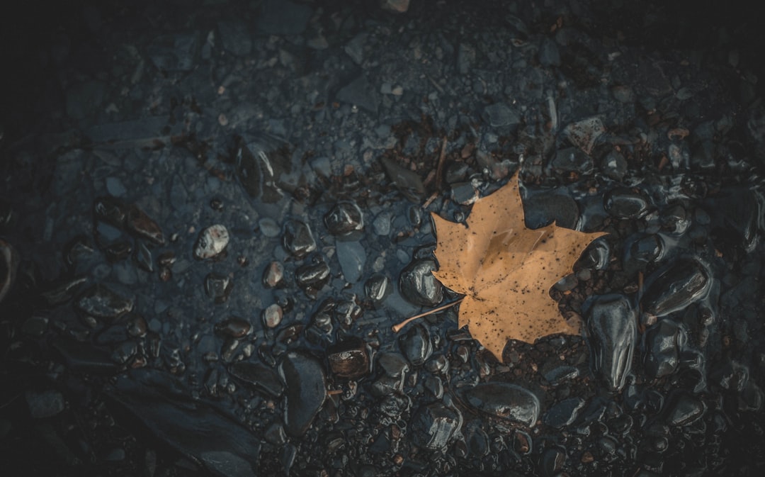 dried maple leaf