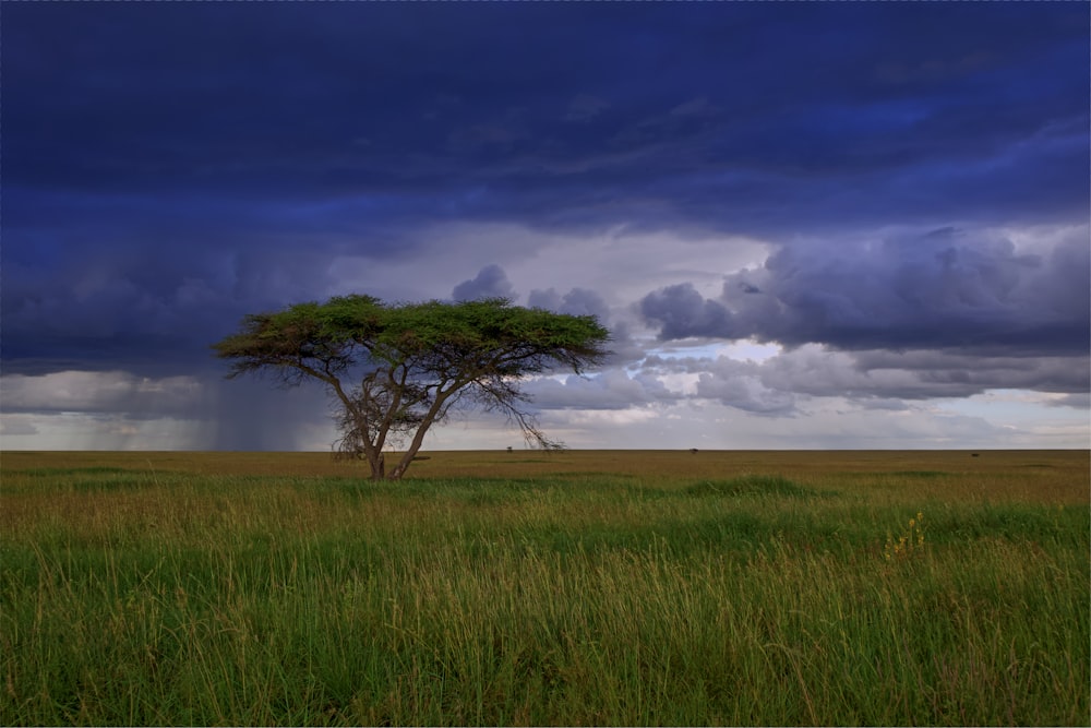 landscape photography of tree in grass field