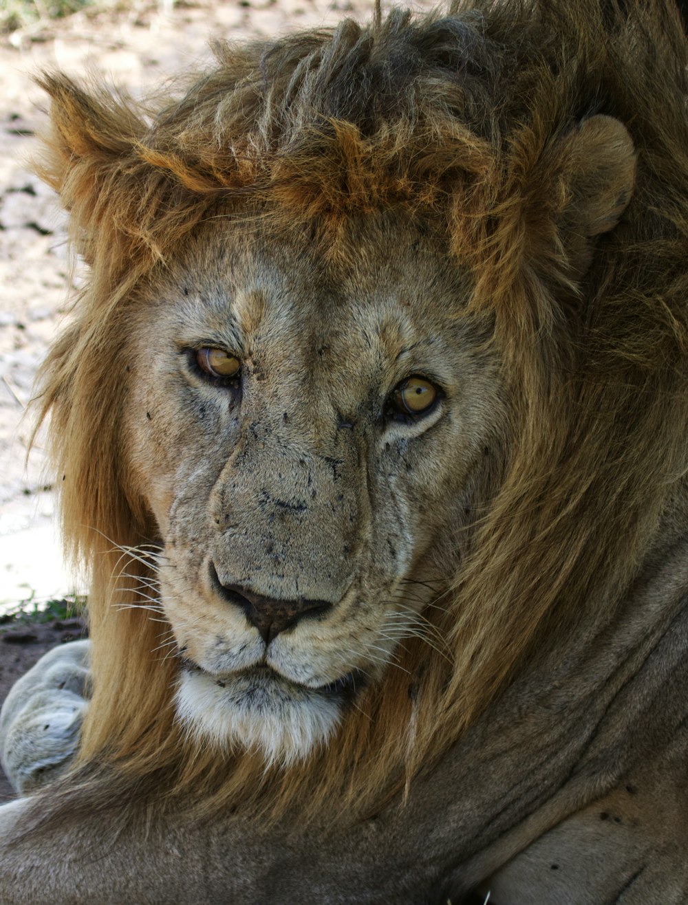 closeup photography of lion face