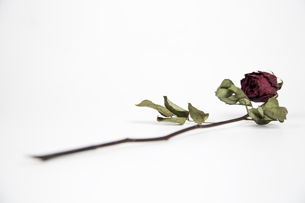 dying red rose on white surface