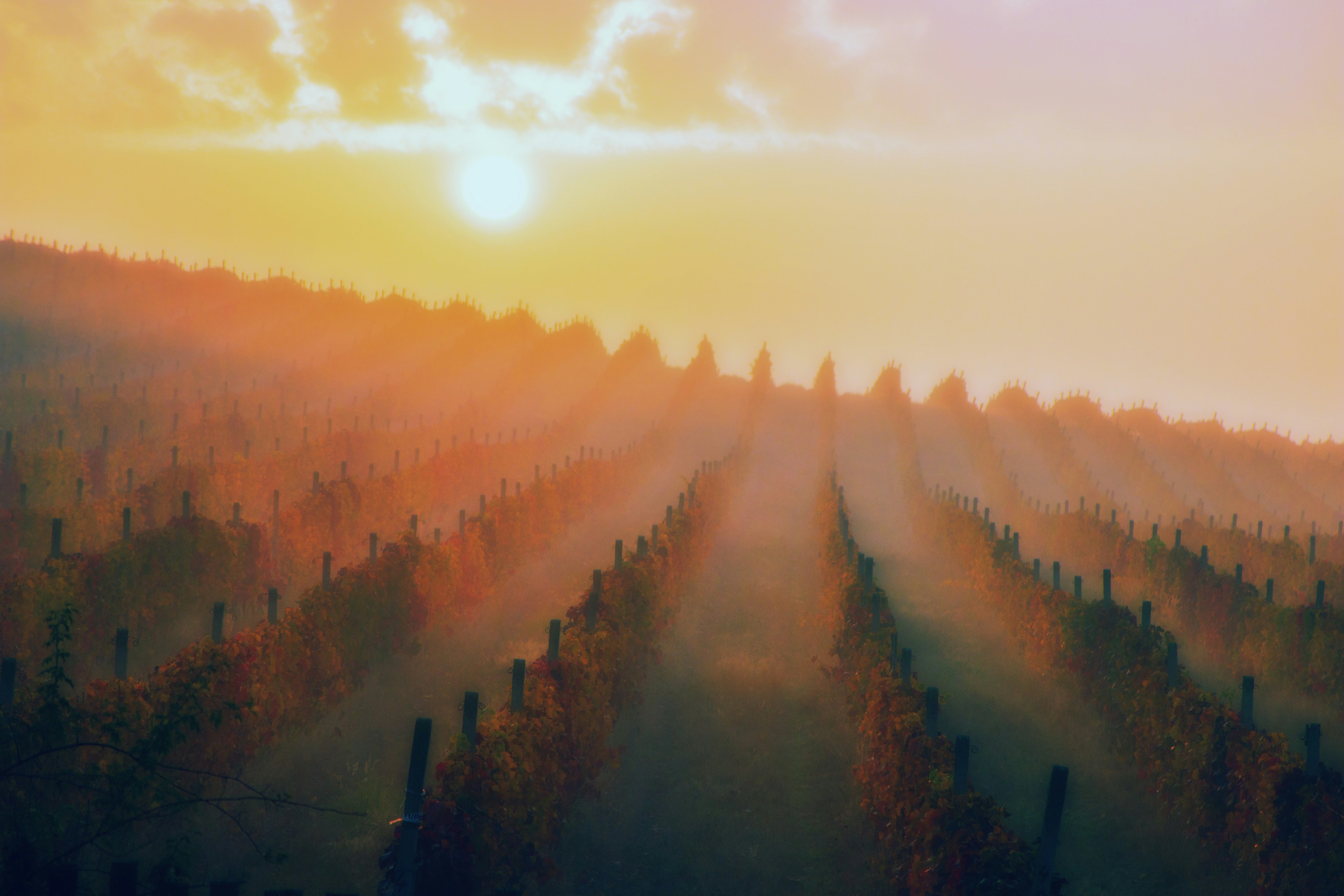 crop field during sunset