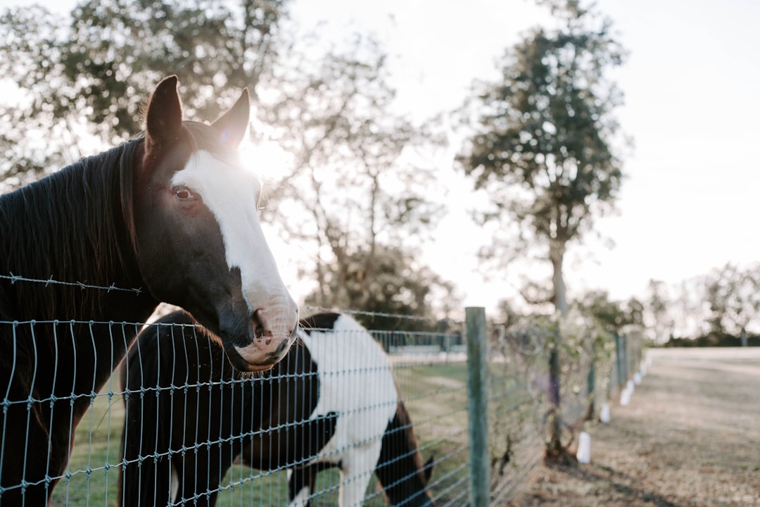 white and black horse near green trees