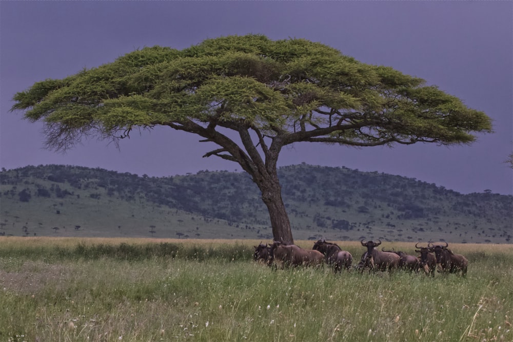 green-leafed tree near animals under clouded sky