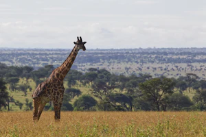 Serengeti plains