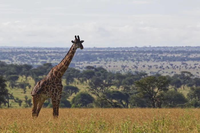 Giraffe on the Serengeti plains near Arusha