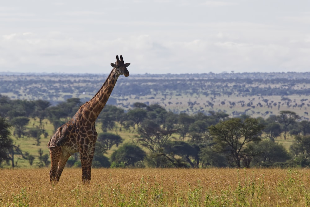 giraffe on plains during daytime