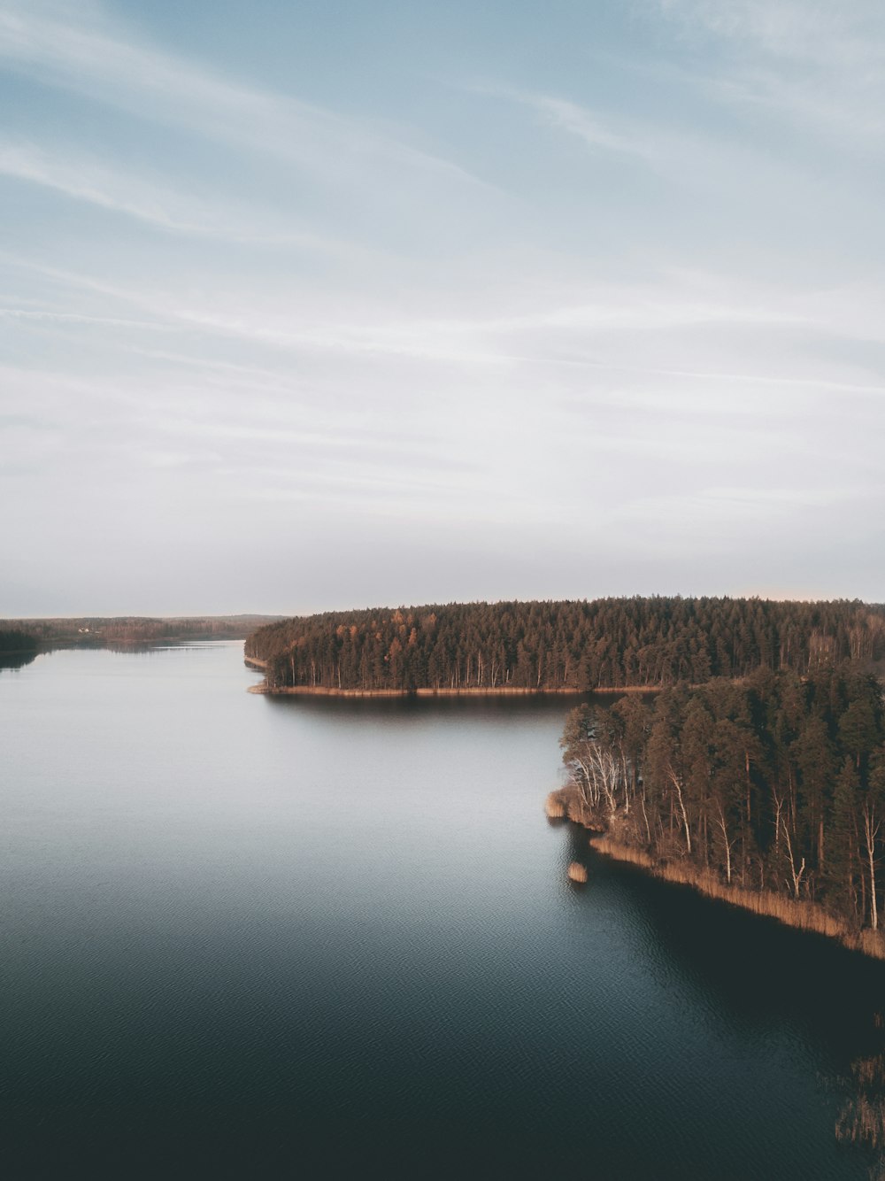 trees near body of water