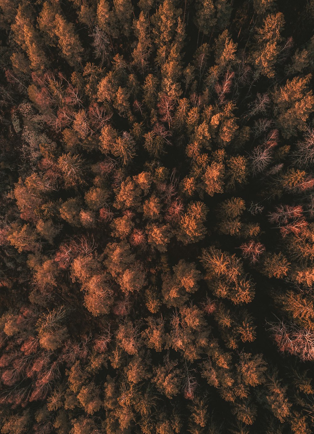 aerial photography of brown forest