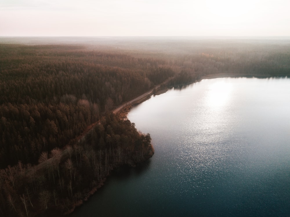 aerial photo of ocean and trees