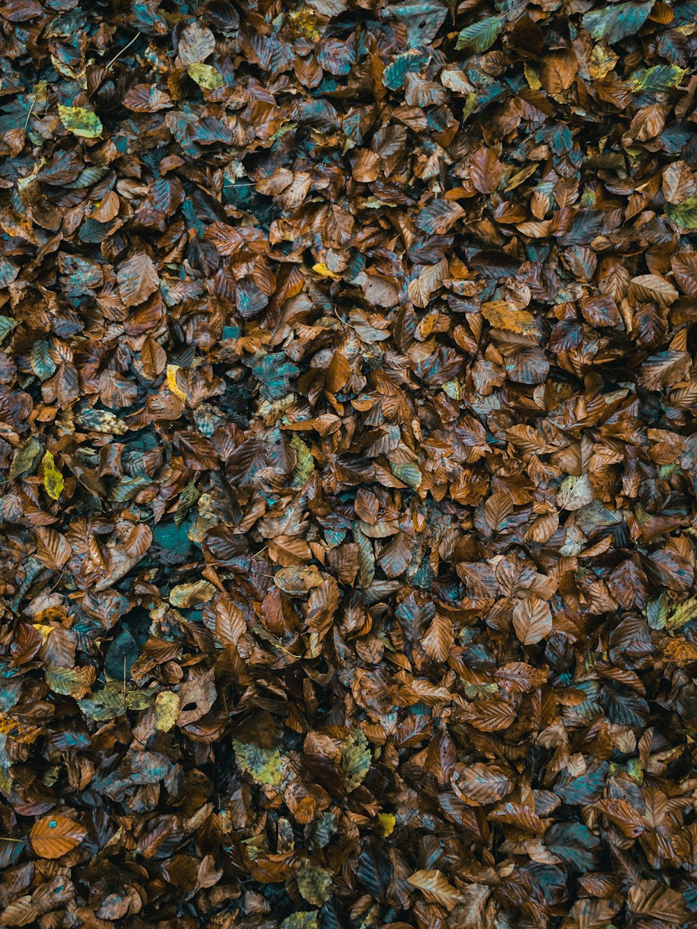 aerial view photography of brown leaves