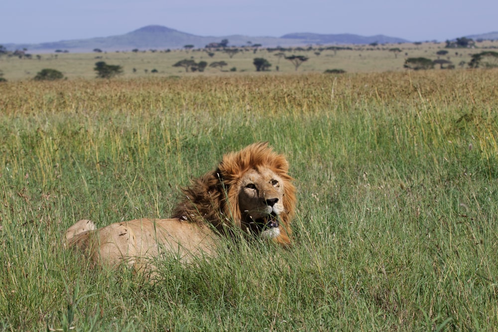 lion lying in grass