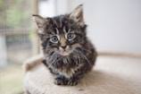 selective focus photography of brown tabby kitten on cat tree