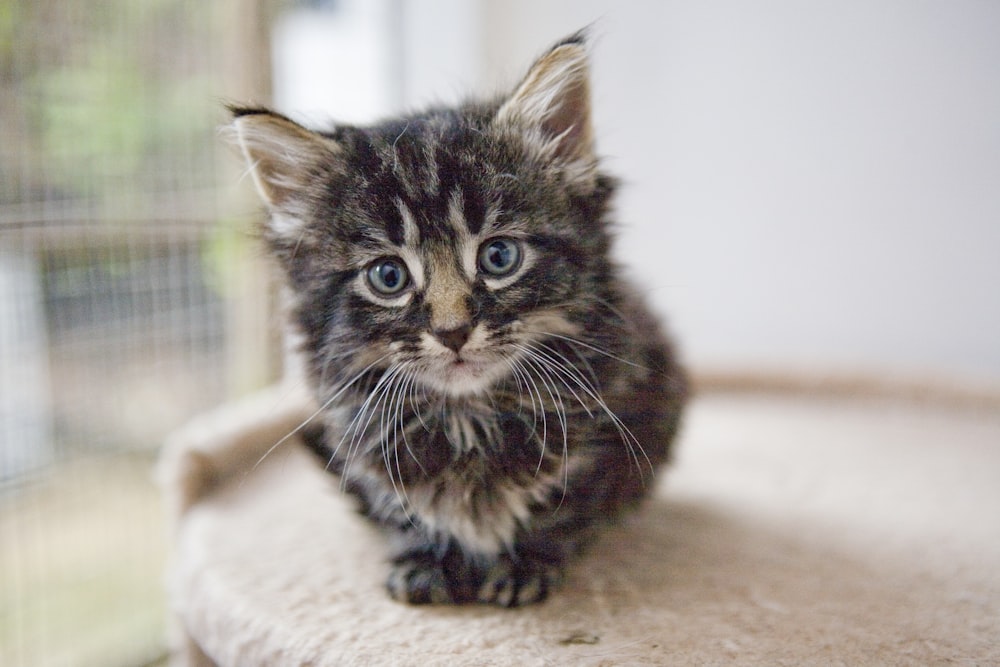 selective focus photography of brown tabby kitten on cat tree