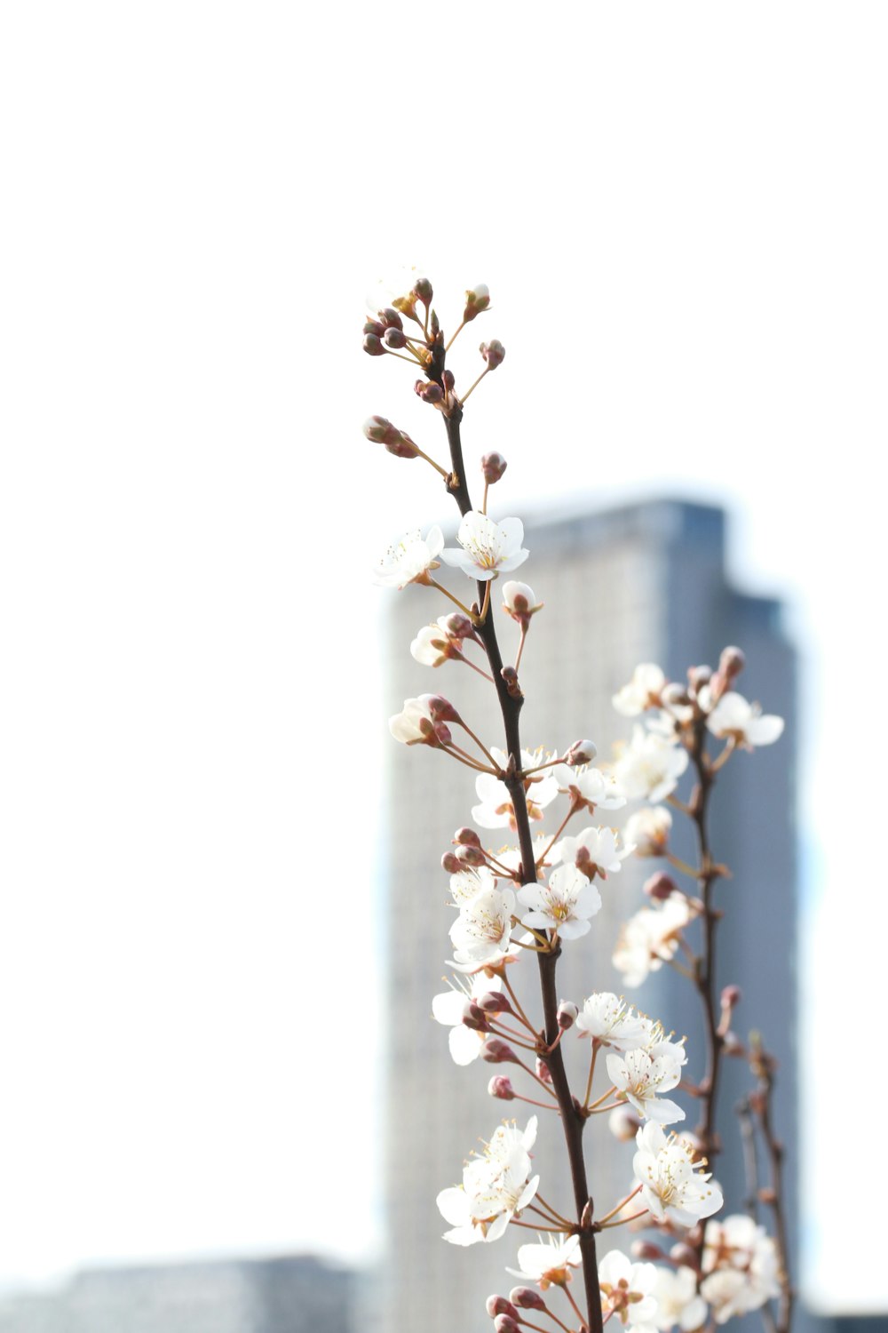 昼間の白桜のセレクティブフォーカス撮影