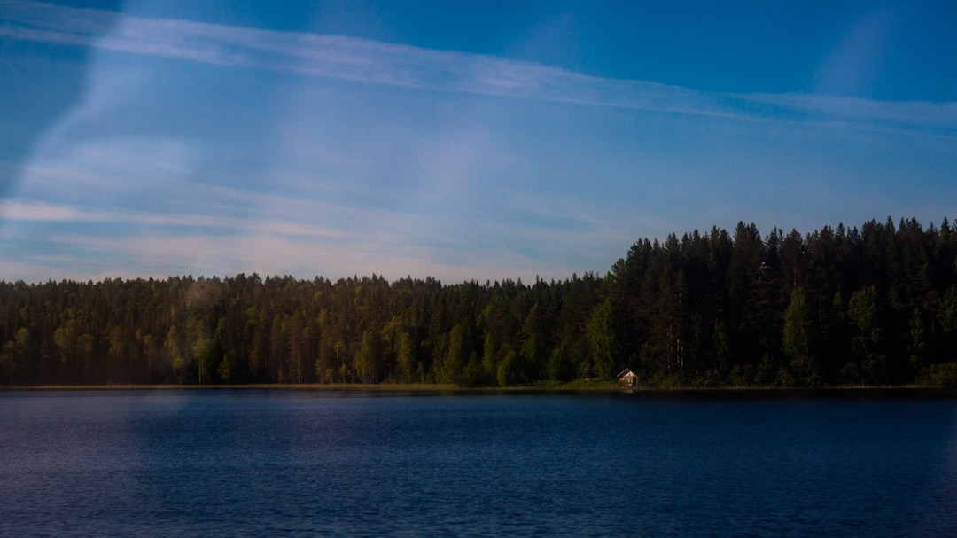 green Evergreen trees near blue body of water