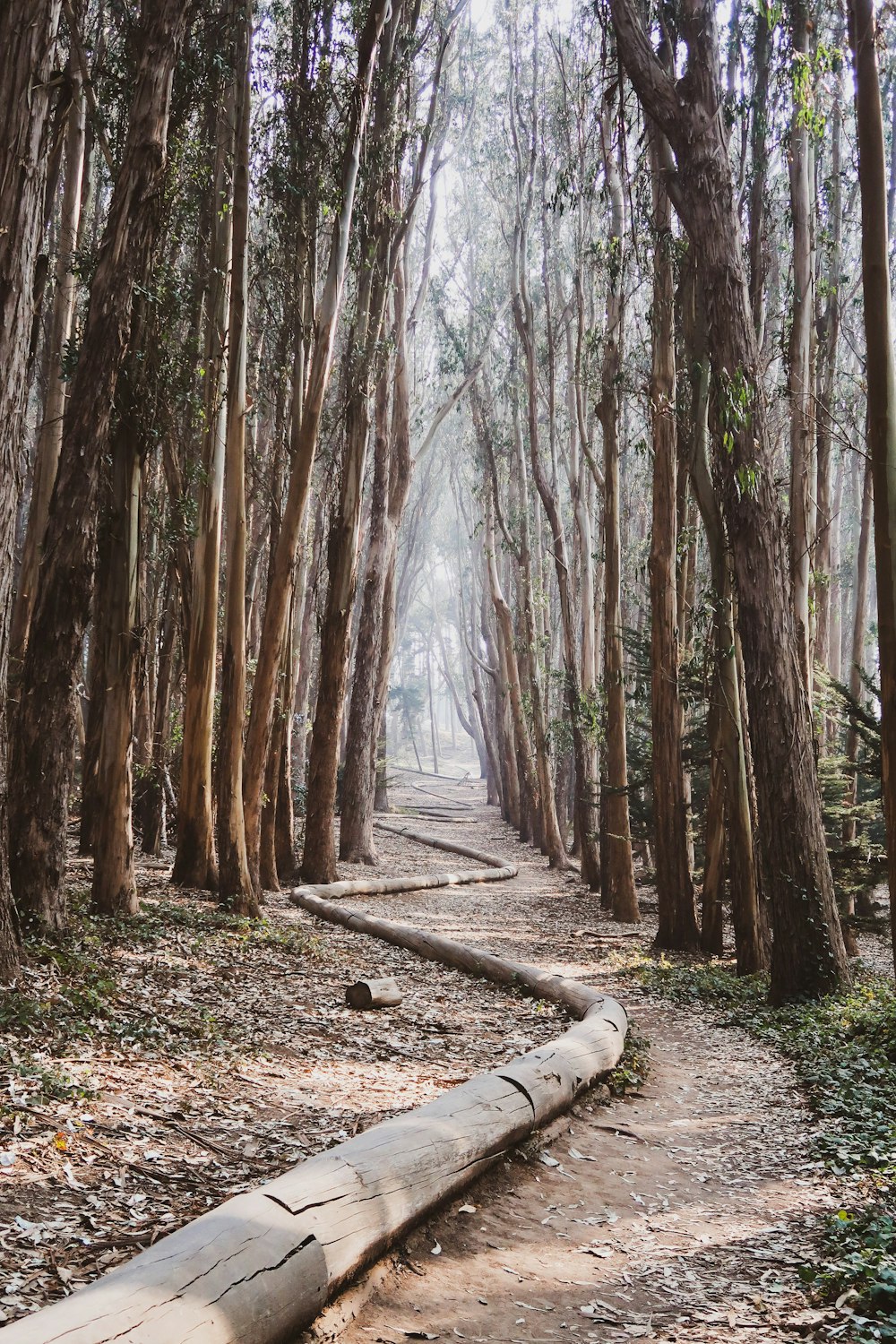 brown trees