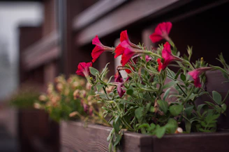 Close-up of handcrafted wooden flower boxes filled with vibrant flowers