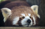 red panda bear