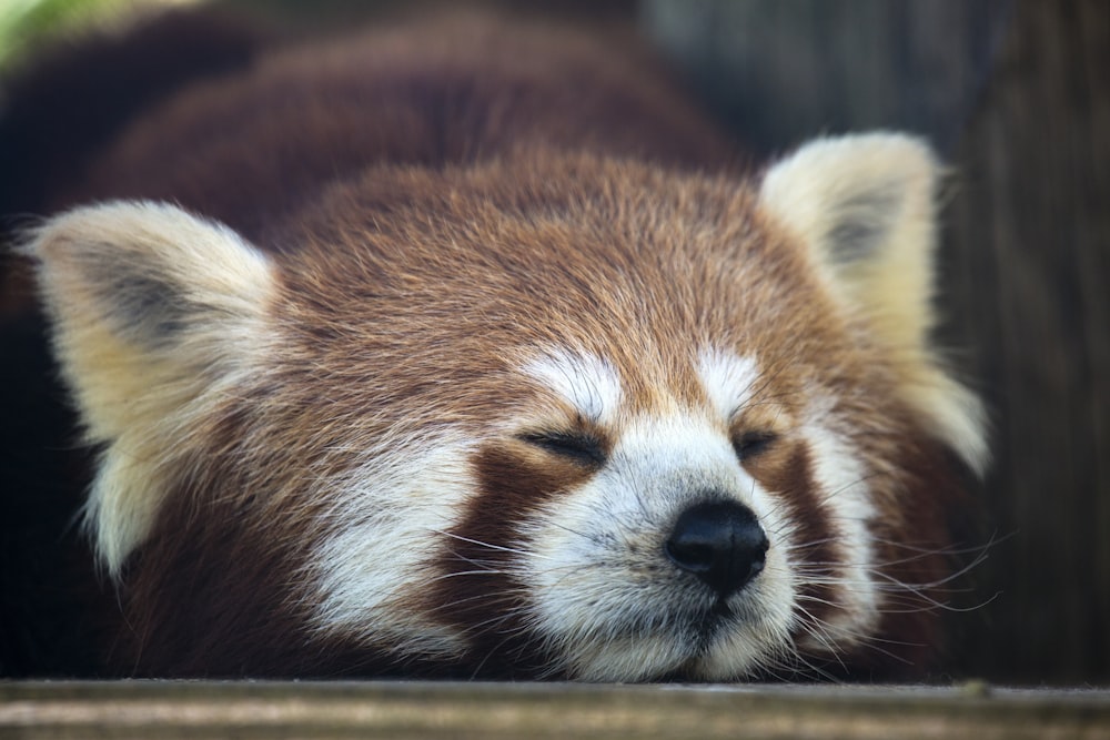 Oso panda rojo